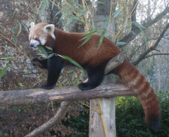 レッサーパンダ 日本 動物園 飼育数